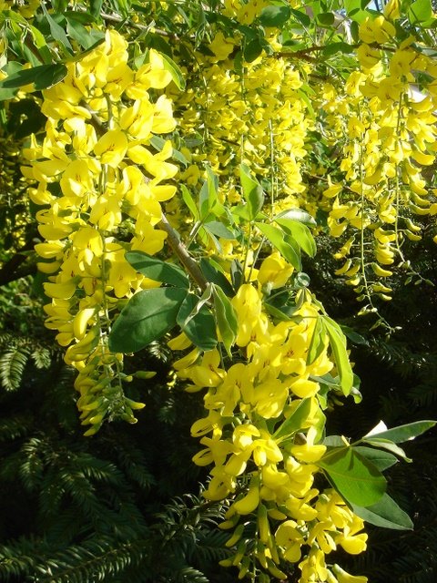 Laburnum anagyroides